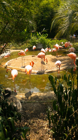 Pink flamingos flock near a lakeの写真素材