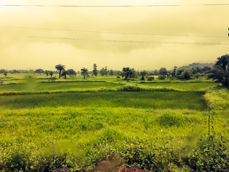 beautiful grass land fieldの写真素材