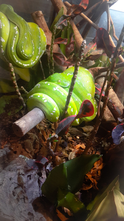 green snake in animal centre