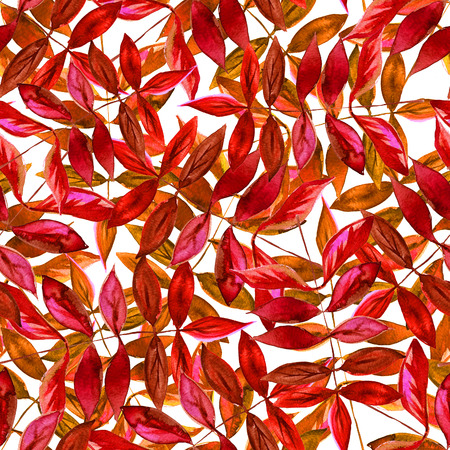 Seamless watercolor red leaves pattern with white backgroundの写真素材