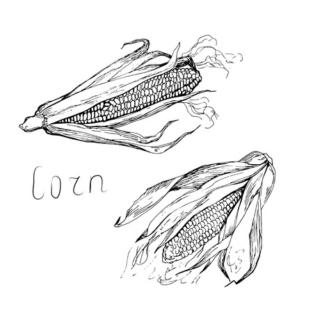 Black and white hand drawn cornsのイラスト素材