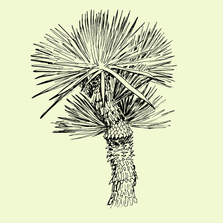Hand drawn black and white single palm treeのイラスト素材