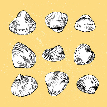 Set of different hand drawn shellsのイラスト素材