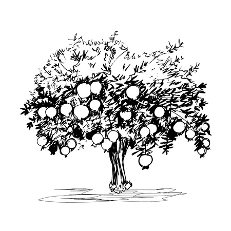 Hand drawn pomegranate tree on white backgroundのイラスト素材