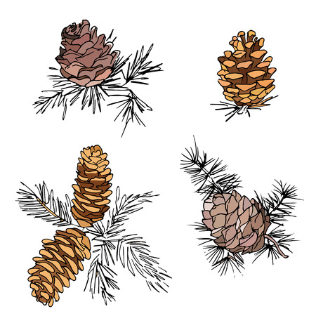 Set of  hand drawn fir cones. Isolated on white backgroundのイラスト素材