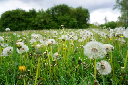 Green meadow with white dandelions. Some trees on background                           の写真素材