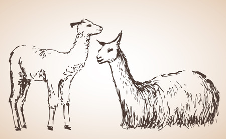 Lama with lama baby isolated on white background.のイラスト素材