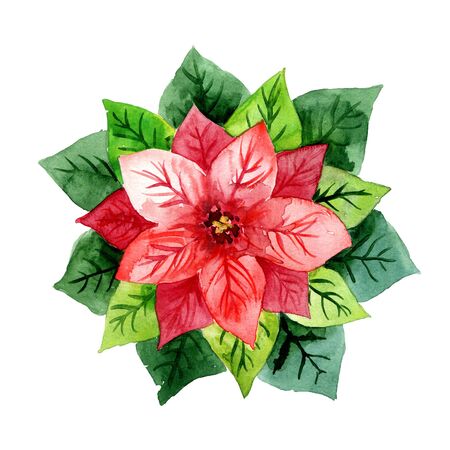 Winter watercolor hand drawn red flowers poinsetta. Isolated on white backgroundの写真素材