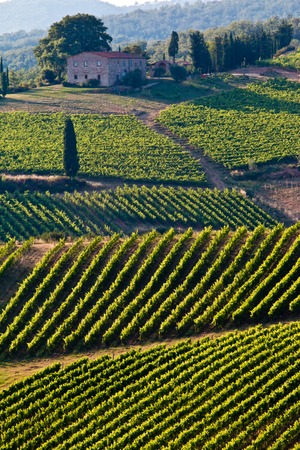 Vineyards and the house chiantiの写真素材