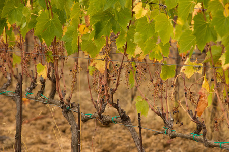 View of a drought vineyardの写真素材
