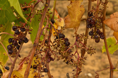 View of a drought vineyardの写真素材