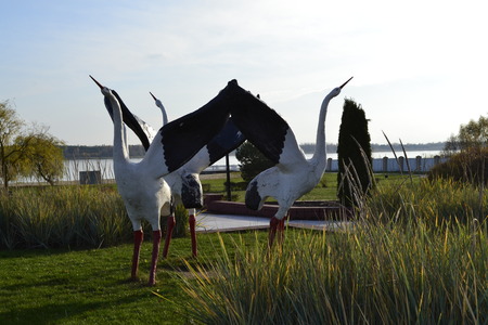 Storks in the grass near the lakeの写真素材