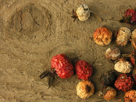 dog-roseの写真素材