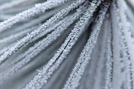 frozen needlesの写真素材