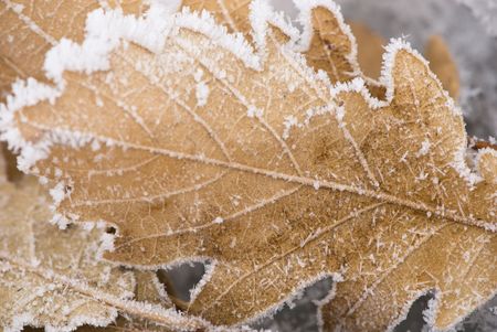 freezeの写真素材