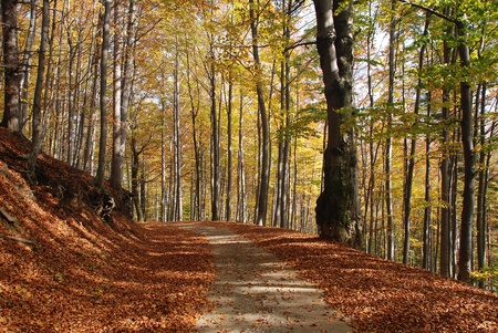 Beautiful autumn park with treesの写真素材