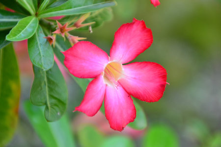 the beauty of adeniumの写真素材