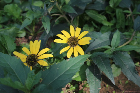 Sun yellow! The United States! Really beautiful!の写真素材