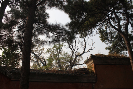ancient walls with treeの写真素材