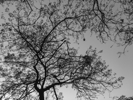 Mysterious lonely and vulnerable tree.Abstract loneliness concept.の写真素材