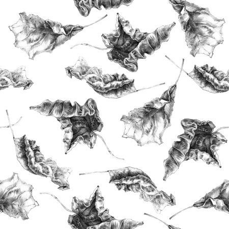 Seamless pattern with realistic pencil drawing of withering dry autumn leaves. Isolated on white. Original high resolution graphic artwork.の写真素材