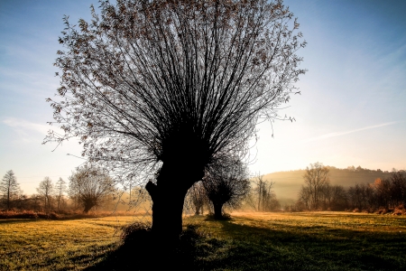 willowの写真素材