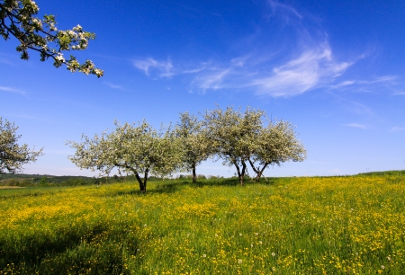 spring orchard の写真素材