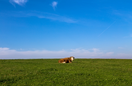 cow in a  pasture on the wallpaperの写真素材