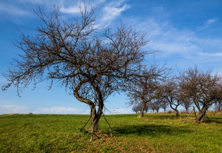 orchard after harvest in late autumn の写真素材