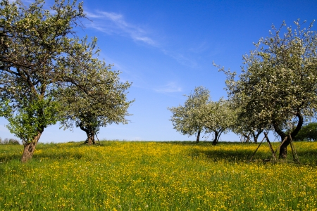 orchard in early springの写真素材