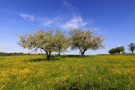 orchard in early springの写真素材