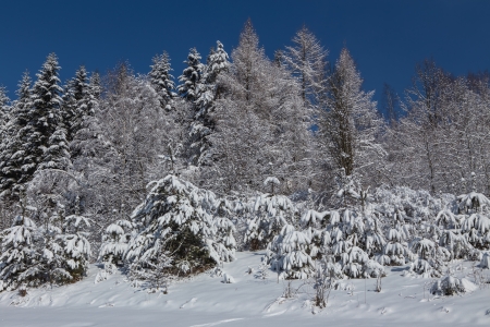 Snow on the trees in the forest on a background of blue skyの写真素材