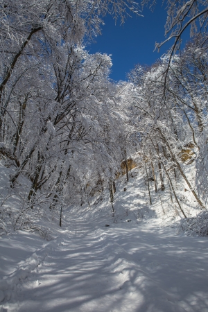 Snow on the trees in the forest on a background of blue sky の写真素材