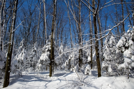 Snow on the trees in the forest on a background of blue sky の写真素材