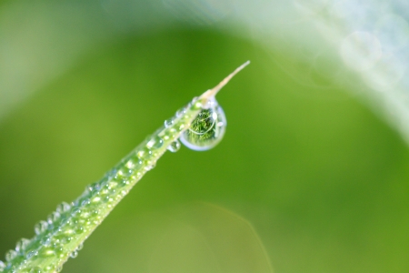 drop of dew on a blade of grass の写真素材