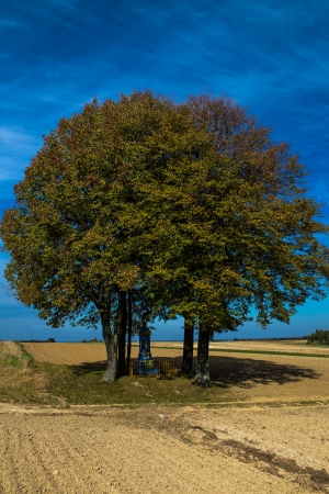 chapel under a tree with a dirt road の写真素材