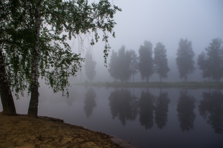 tree by the water in the fog の写真素材