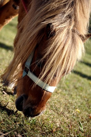 A pony is a small horse with a specific conformation and temperament.の写真素材