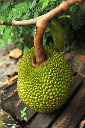 The flesh of the jackfruit is starchy, fibrous and is a source of dietary fiber. The flavour is similar to a tart banana.の写真素材