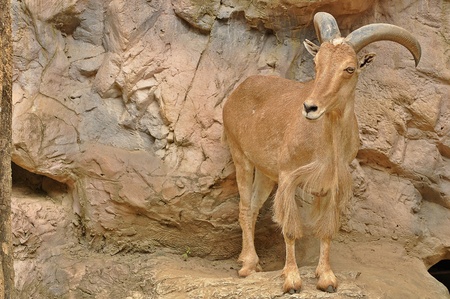 Sandy-brown color Barbary Sheep の写真素材