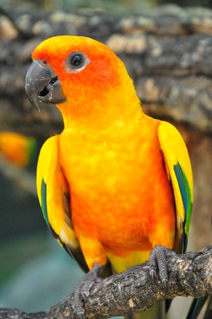 Sun Conure has a rich yellow crown, nape, mantle, lesser wing-coverts, tips of the greater wing-coverts, chest, and underwing-coverts.の写真素材