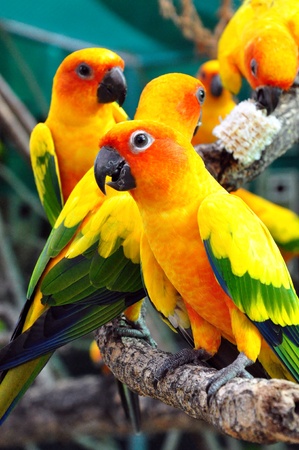 Sun Conure has a rich yellow crown, nape, mantle, lesser wing-coverts, tips of the greater wing-coverts, chest, and underwing-coverts.