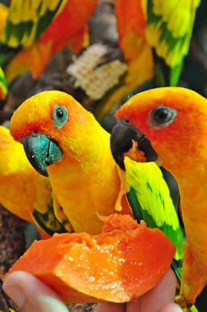 Sun Conure has a rich yellow crown, nape, mantle, lesser wing-coverts, tips of the greater wing-coverts, chest, and underwing-coverts.
の写真素材
