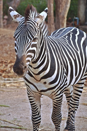 Zebras evolved Among the Old World horses within the last 4 million years.の写真素材