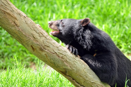 Asian black bears are close relatives to American black bearsの写真素材