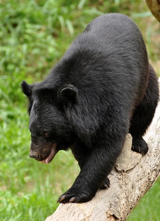 Asian black bears are close relatives to American black bearsの写真素材