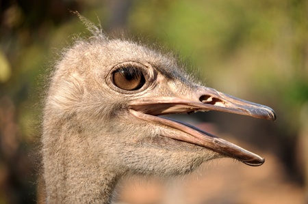 The head and neck of both male and female Ostriches is nearly bare, with a thin layer of down.の写真素材