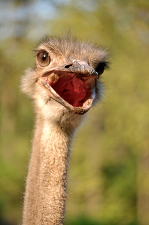 The head and neck of both male and female Ostriches is nearly bare, with a thin layer of down.の写真素材