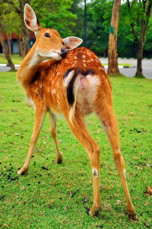 The sika deer inhabits temperate and subtropical woodlands, which often occupy areas suitable for farming and other human exploitation.の写真素材
