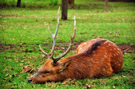 The sika deer inhabits temperate and subtropical woodlands, which often occupy areas suitable for farming and other human exploitation.の写真素材